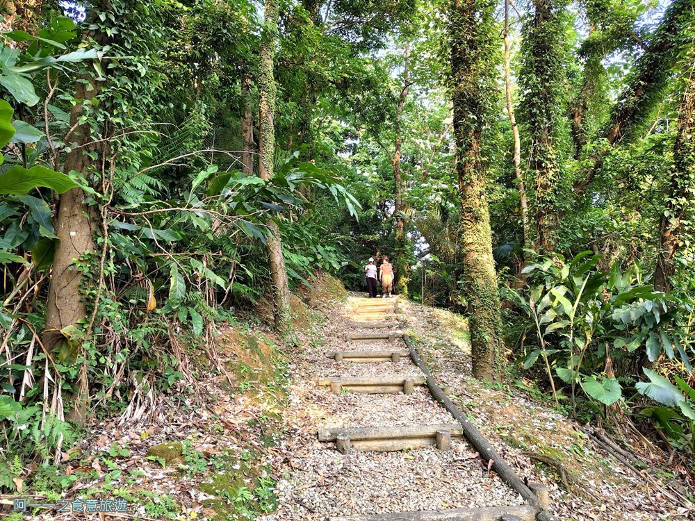 三芝賞桐步道.桐花.三生步道.北海岸秘境