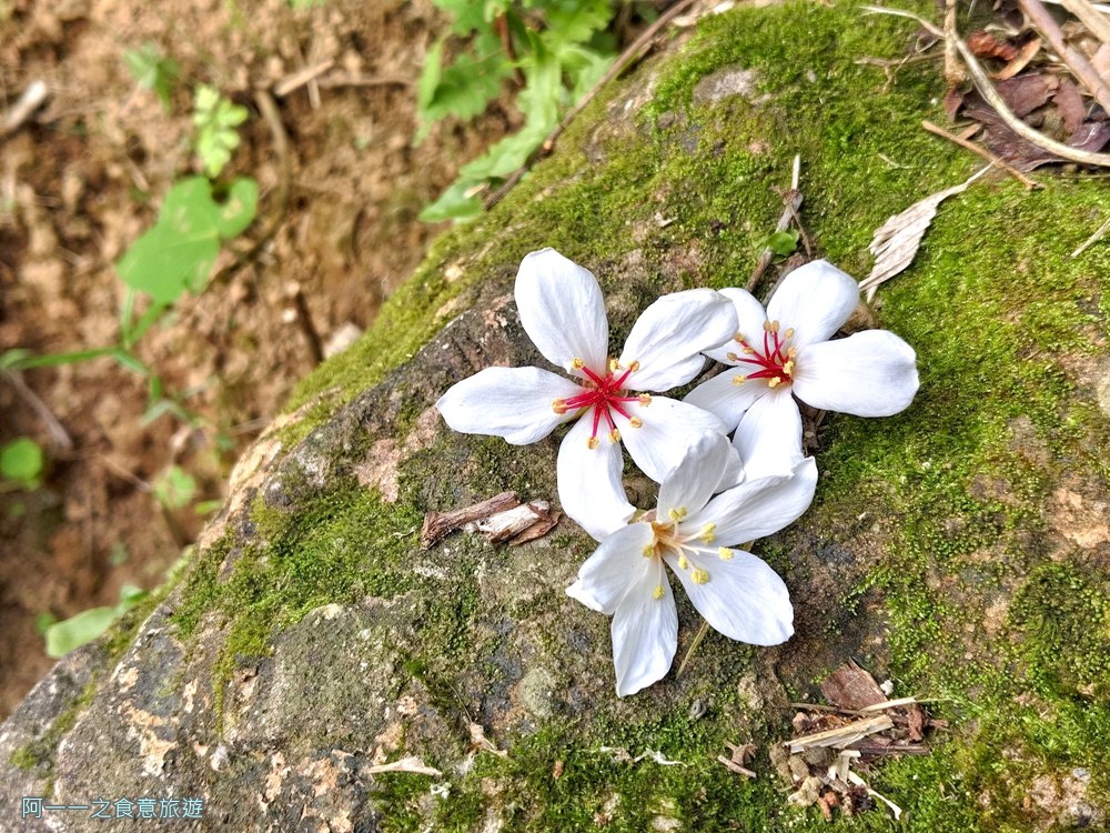 三芝賞桐步道.桐花.三生步道.北海岸秘境