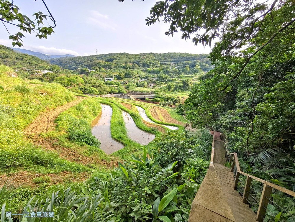 三芝賞桐步道.桐花.三生步道.北海岸秘境