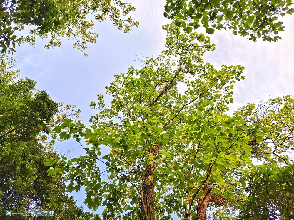 三芝賞桐步道.桐花.三生步道.北海岸秘境