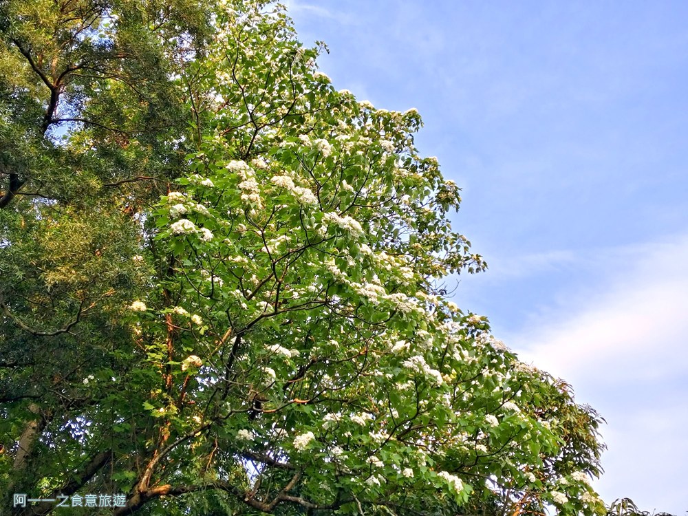 三芝賞桐步道.桐花.三生步道.北海岸秘境