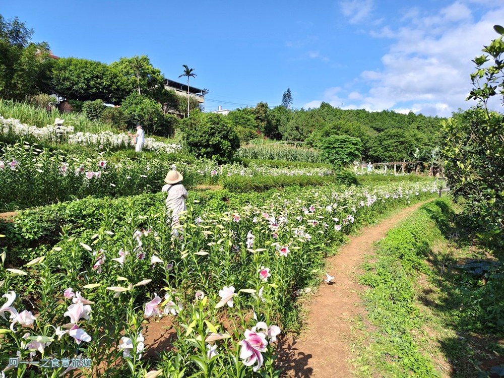 淡水百合花園.北海岸秘境.免費賞花景點