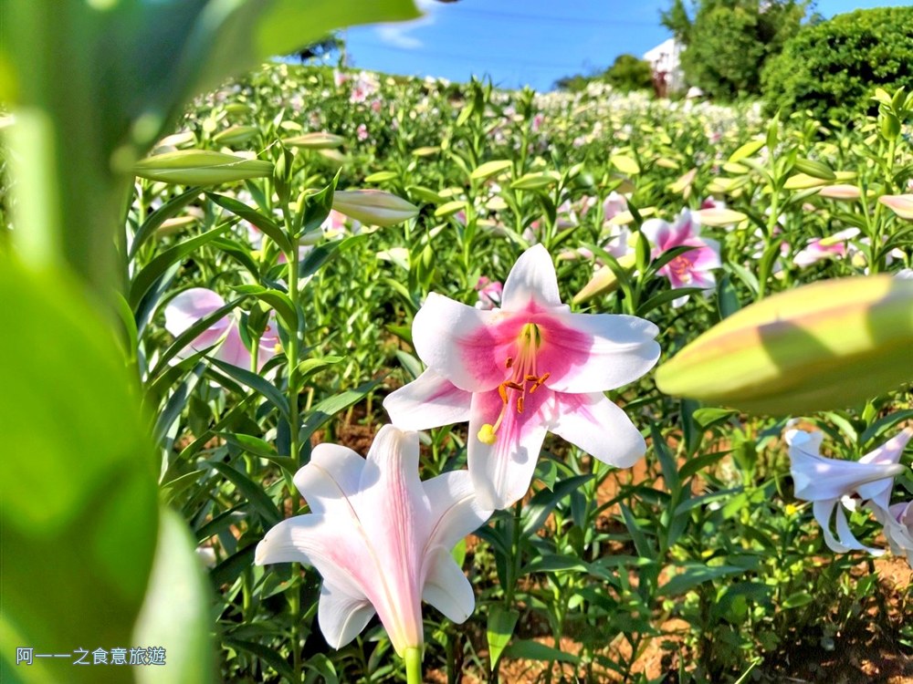 淡水百合花園.北海岸秘境.免費賞花景點