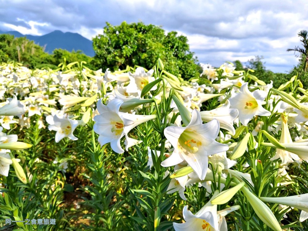 淡水百合花園.北海岸秘境.免費賞花景點