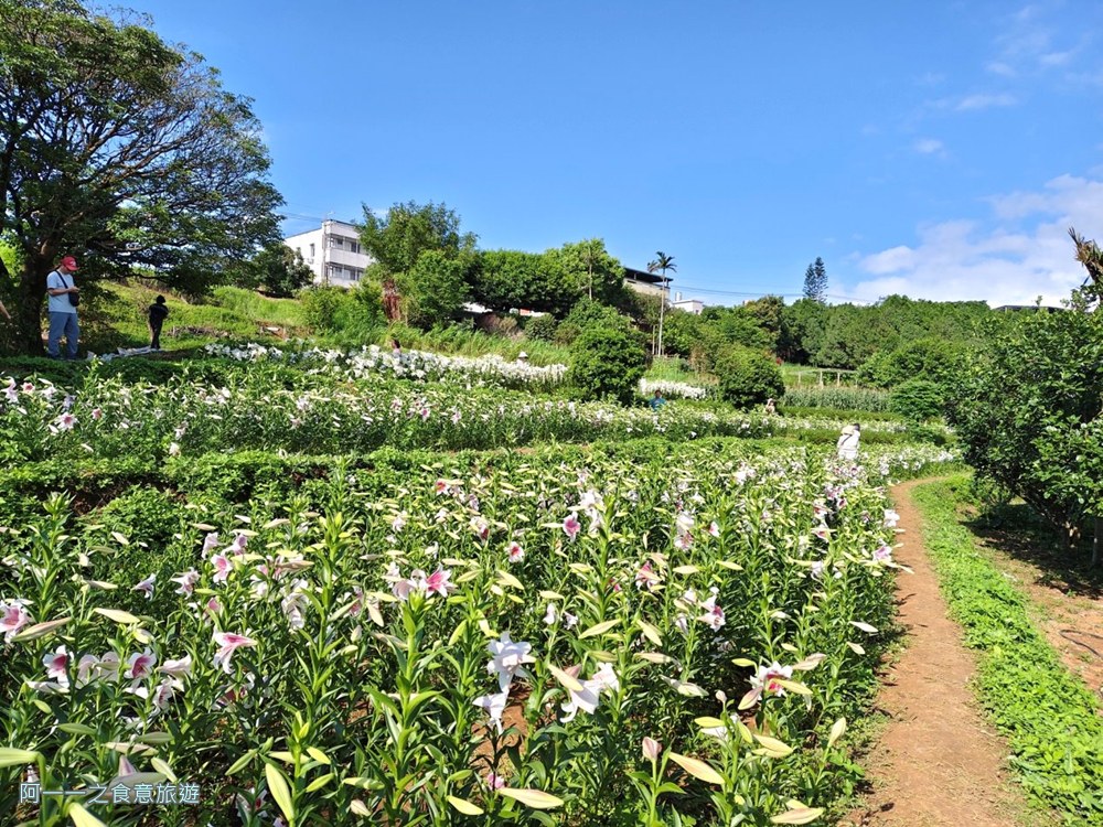 淡水百合花園.北海岸秘境.免費賞花景點