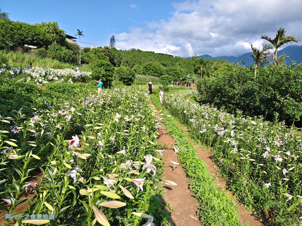 淡水百合花園.北海岸秘境.免費賞花景點