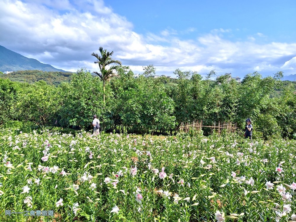 淡水百合花園.北海岸秘境.免費賞花景點