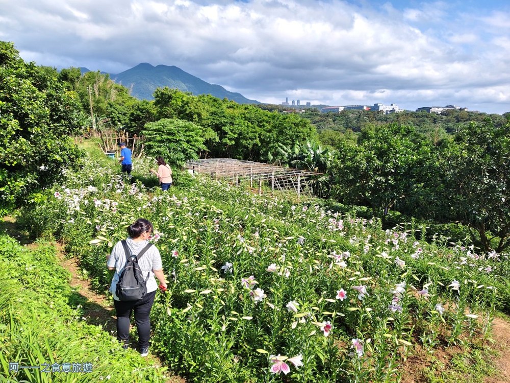 淡水百合花園.北海岸秘境.免費賞花景點