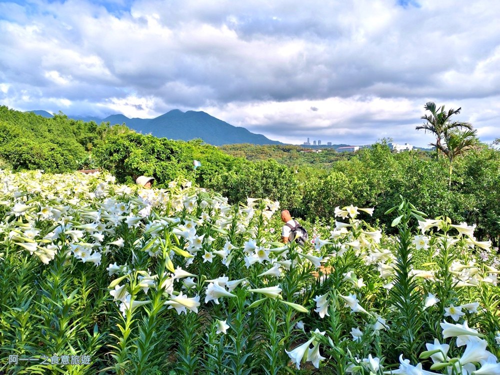淡水百合花園.北海岸秘境.免費賞花景點