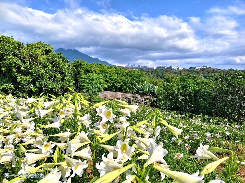 淡水百合花園.北海岸秘境.免費賞花景點