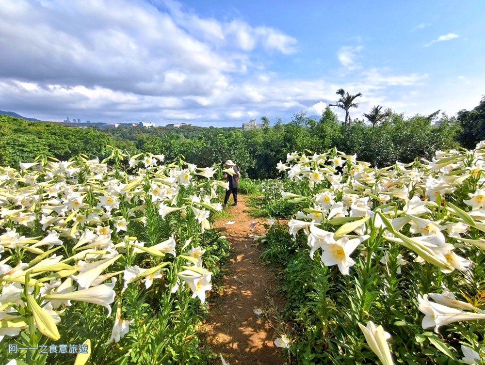 淡水百合花園.北海岸秘境.免費賞花景點