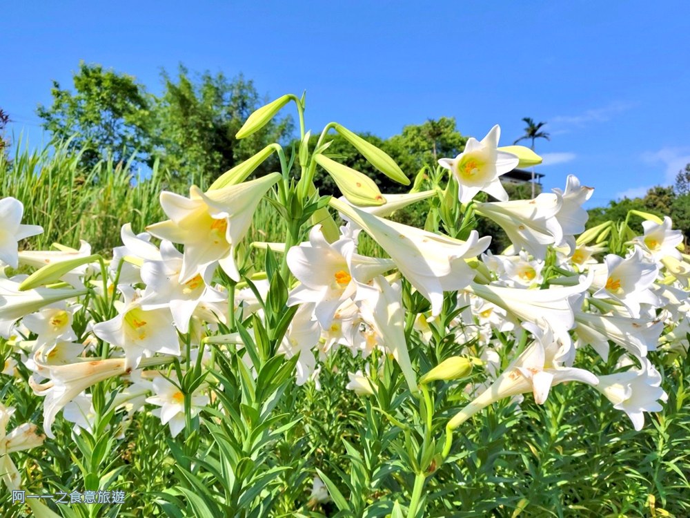 淡水百合花園.北海岸秘境.免費賞花景點