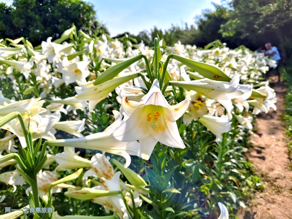 淡水百合花園.北海岸秘境.免費賞花景點