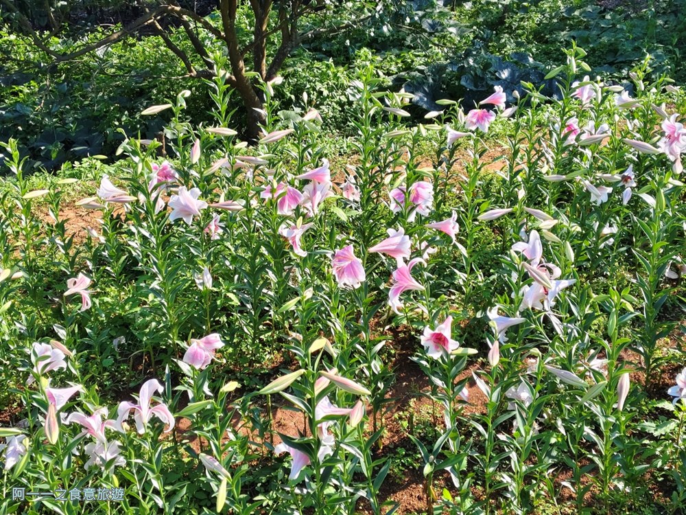 淡水百合花園.北海岸秘境.免費賞花景點