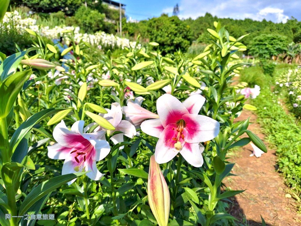 淡水百合花園.北海岸秘境.免費賞花景點