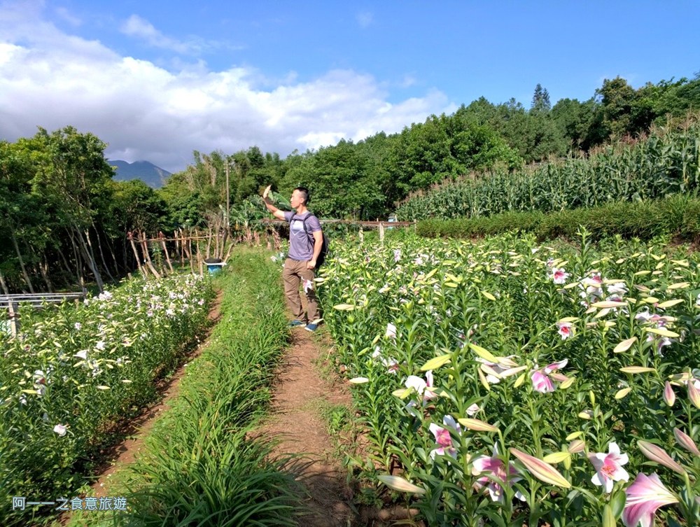 淡水百合花園.北海岸秘境.免費賞花景點