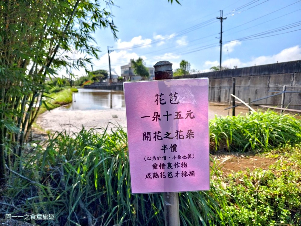 淡水百合花園.北海岸秘境.免費賞花景點