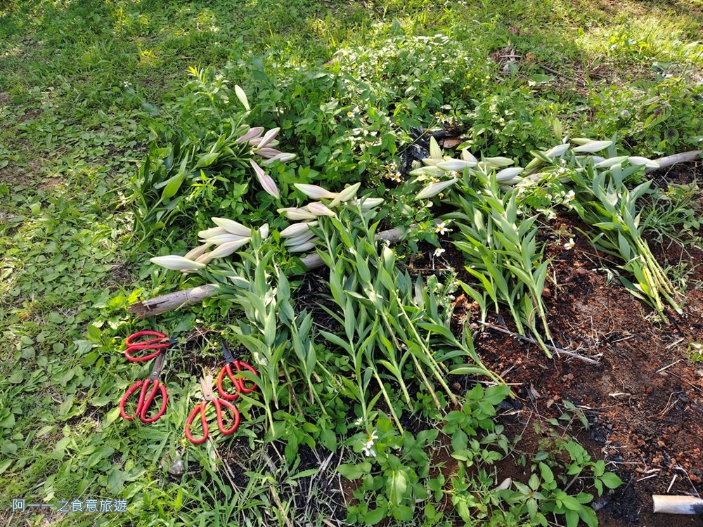 淡水百合花園.北海岸秘境.免費賞花景點