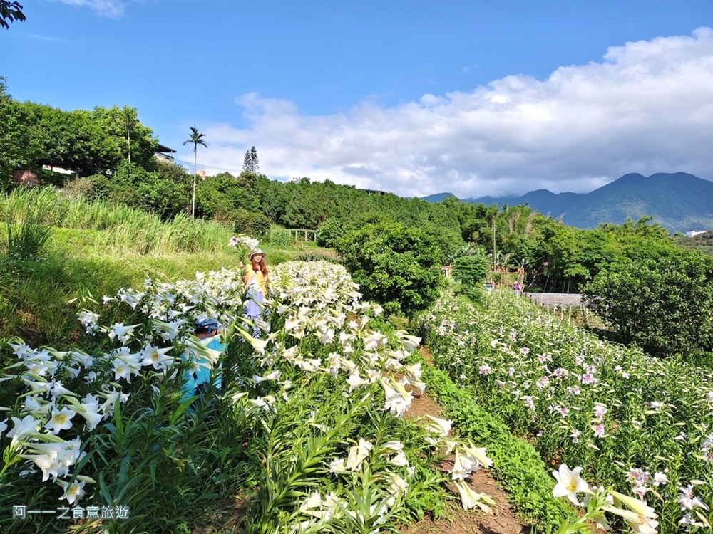 淡水百合花園.北海岸秘境.免費賞花景點