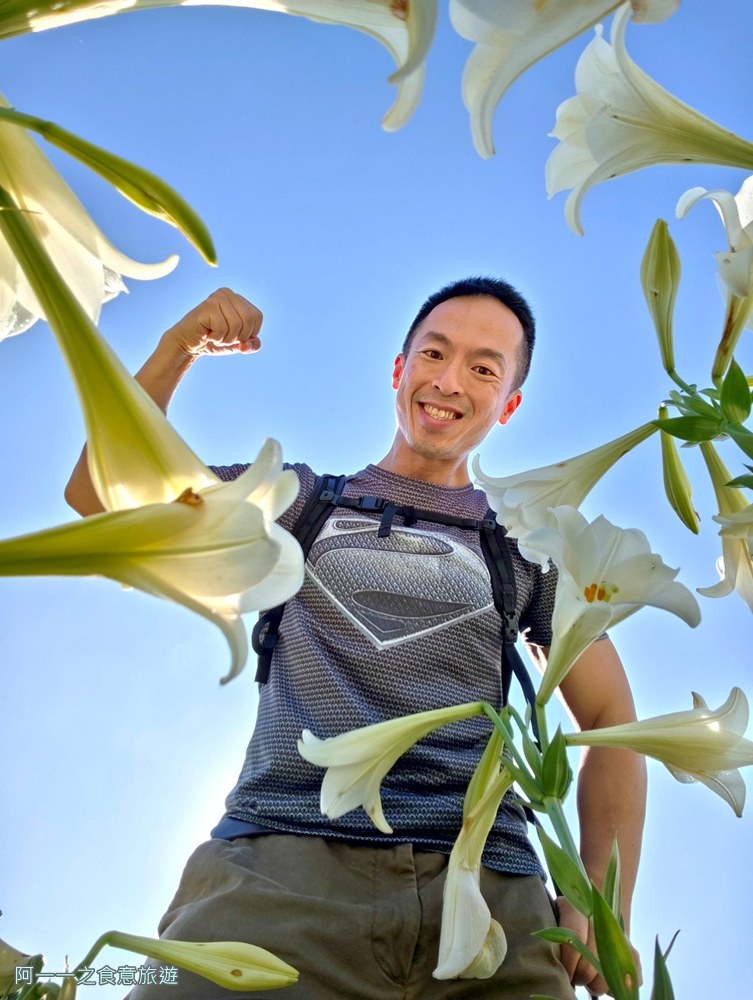 淡水百合花園.北海岸秘境.免費賞花景點